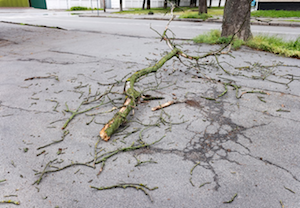 Rochester Tree Accident Injuries