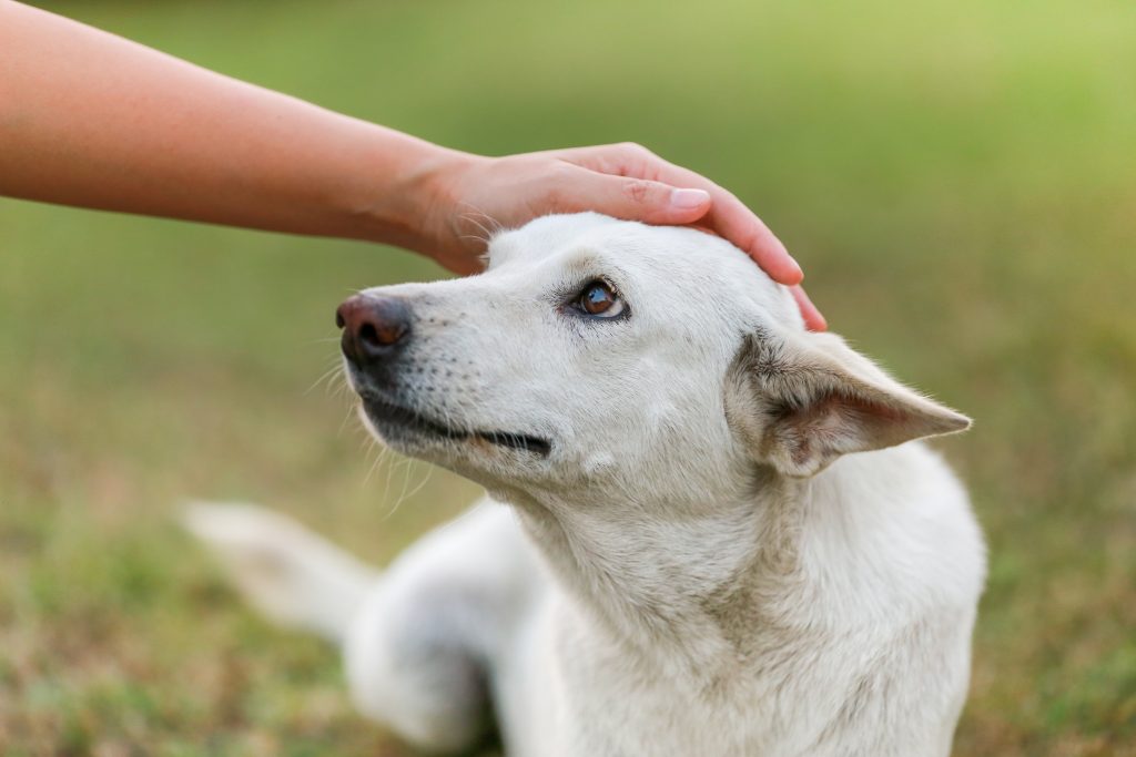 What To Do If A Stray Dog Has Bitten You — Buffalo Personal Injury