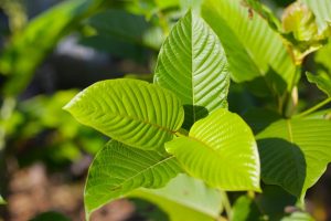 10-20-26-Kratom-Product-Injury-300x200