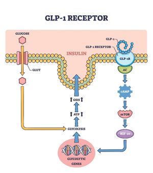 Understanding Ozempic