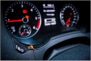 Bee on Car Dashboard