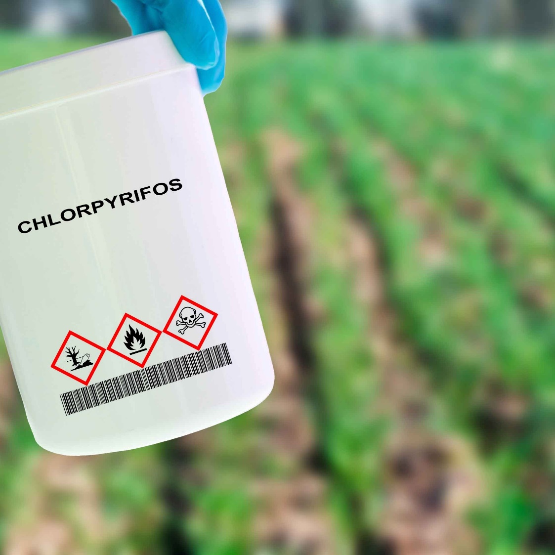 Chlorpyrifos is a powerful pesticide used to treat soil, wood, and even livestock.