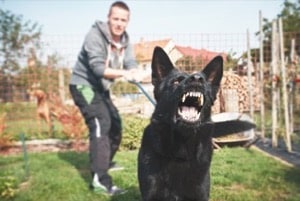 Dog Attack - Owner