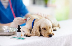 Puppy getting a health check