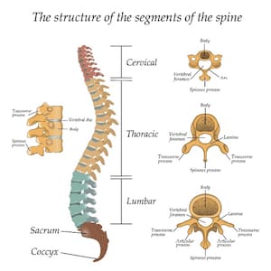 Segments of the spine