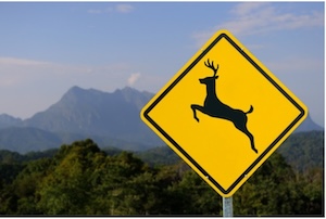 Syracuse Collisions With Animals