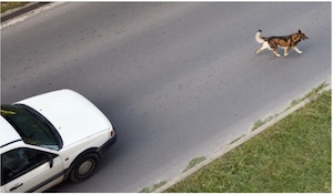 Syracuse Collisions With Animals