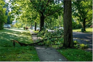 Syracuse, New York, Tree Accident