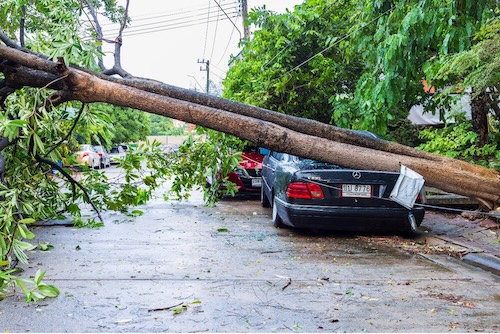 Syracuse, New York, Tree Accident